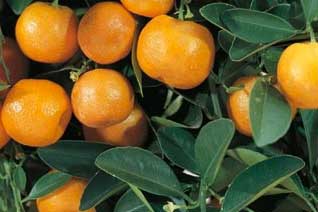 Citrus for. mitis (calamondin)