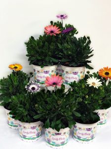 Colección Lovely Daisy