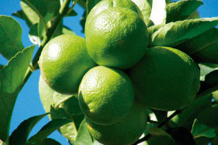 Citrus latifolia (lima)