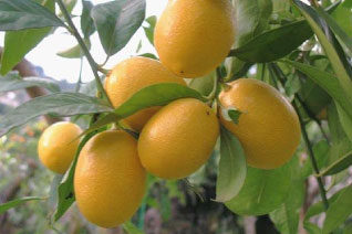 Citrus fortunella (limequat)
