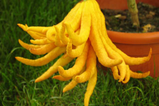 Cidro digitado (mano de buda)