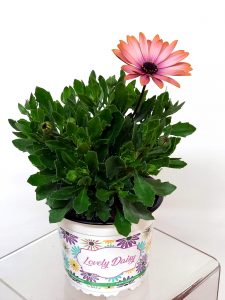 Margarita con maceta Lovely Daisy