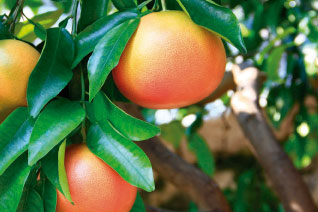 Citrus paradisi (pomelo)