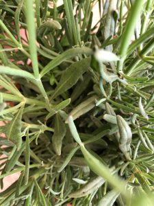 Detalle hojas lavanda hidcote