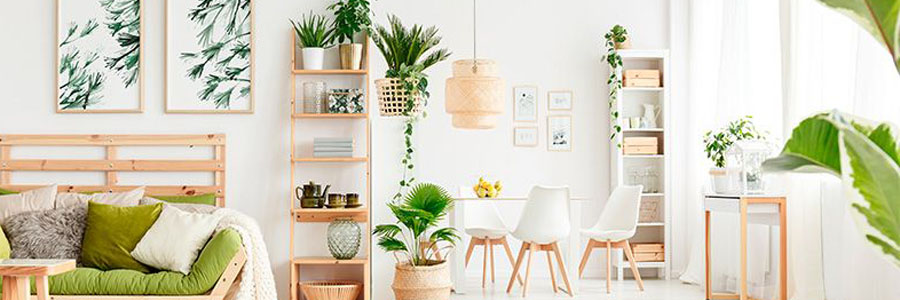 6 plantas que ayudan a limpiar el aire de casa