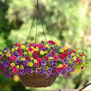 Calibrachoa