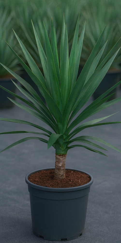 ChatGPT Image 6 oct 2025, 16_55_20