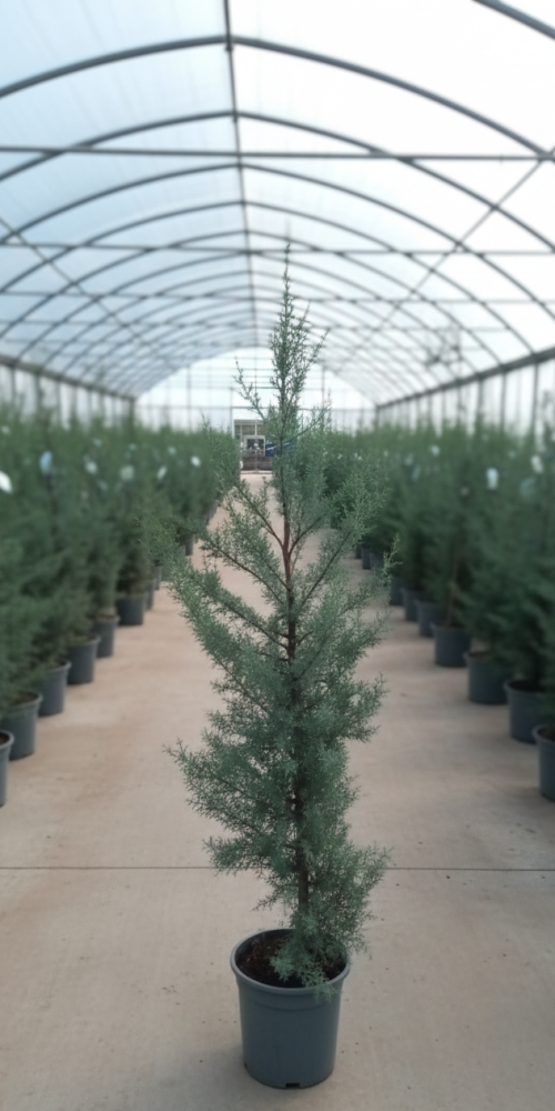 Gemini_Generated_Image_48v7zl48v7zl48v7