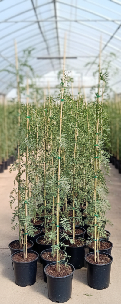 Gemini_Generated_Image_5d4ds35d4ds35d4d