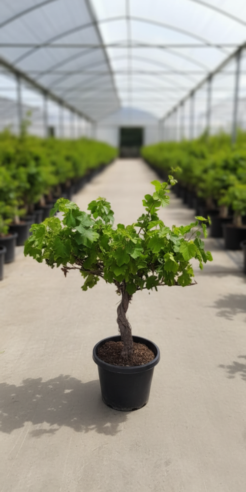 Gemini_Generated_Image_63slc63slc63slc6