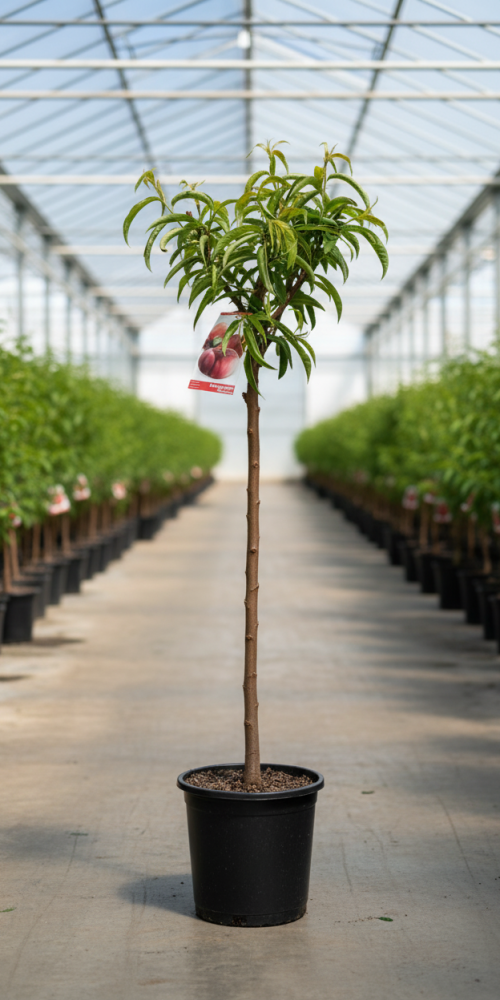 Gemini_Generated_Image_9xwq1b9xwq1b9xwq