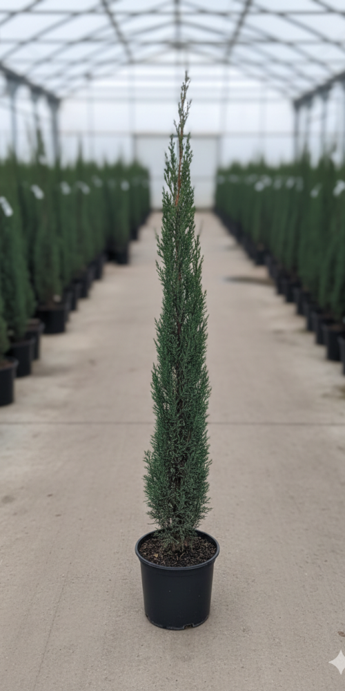 Gemini_Generated_Image_bg0md9bg0md9bg0m