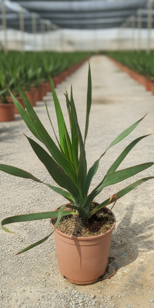 Gemini_Generated_Image_d4312dd4312dd431