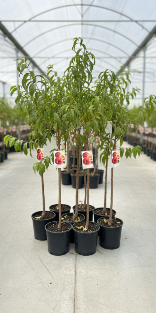 Gemini_Generated_Image_e1rzd2e1rzd2e1rz