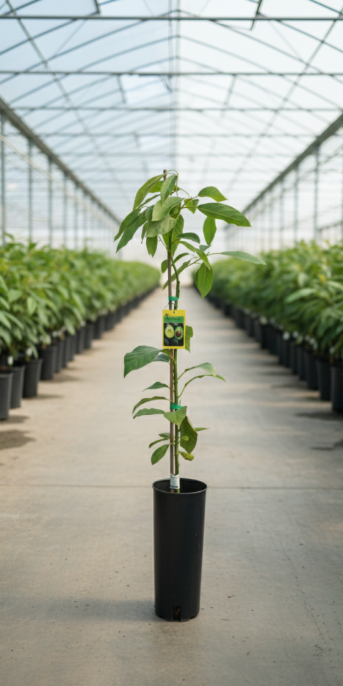 Gemini_Generated_Image_fise60fise60fise