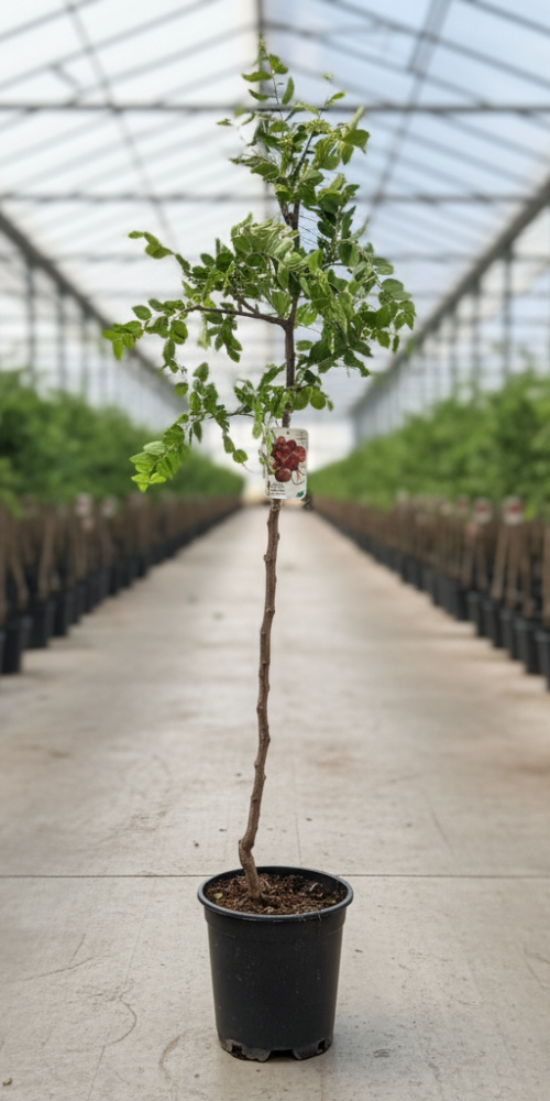 Gemini_Generated_Image_gkaym5gkaym5gkay