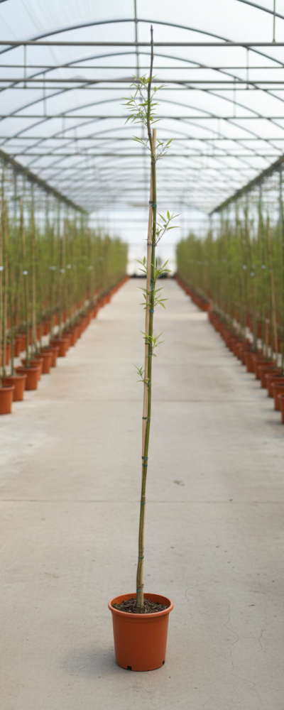 Gemini_Generated_Image_i7qn56i7qn56i7qn