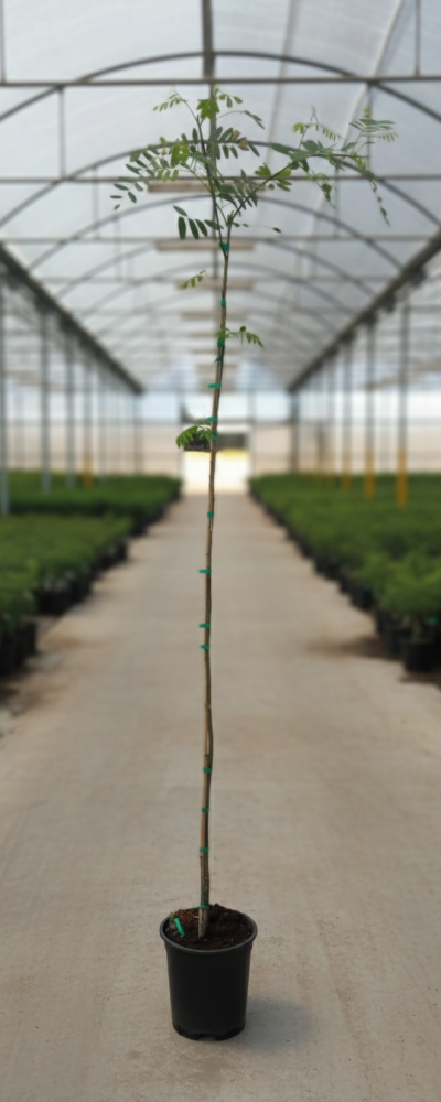 Gemini_Generated_Image_iss1c7iss1c7iss1