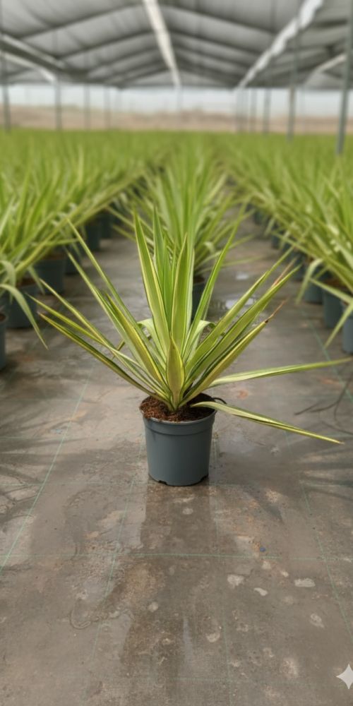 Gemini_Generated_Image_lhp4cqlhp4cqlhp4