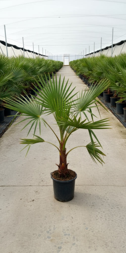 Gemini_Generated_Image_nyig9mnyig9mnyig