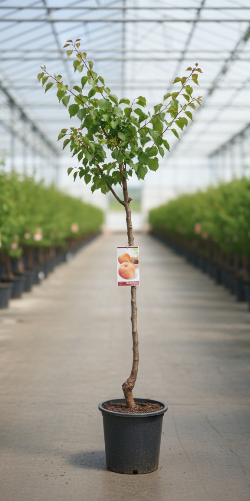 Gemini_Generated_Image_oh5pl0oh5pl0oh5p