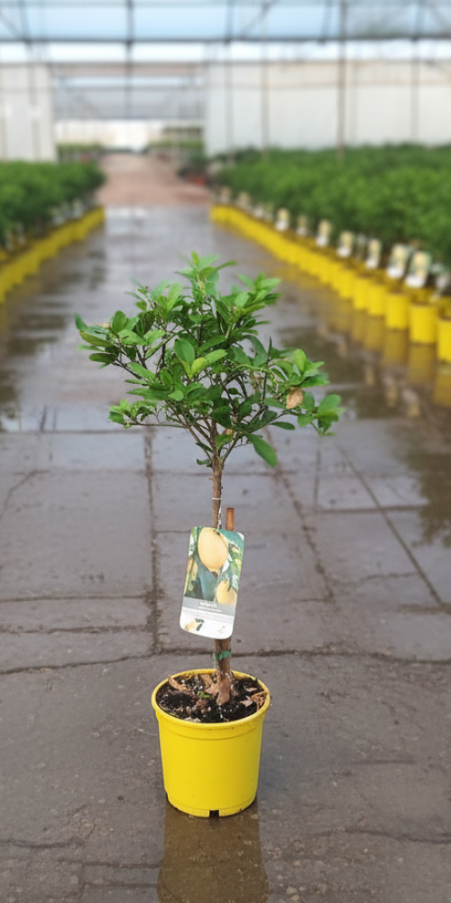 Gemini_Generated_Image_opkvlzopkvlzopkv