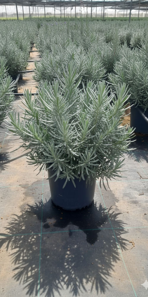 Gemini_Generated_Image_pljj5pljj5pljj5p