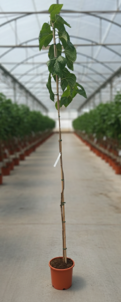 Gemini_Generated_Image_q7bxplq7bxplq7bx