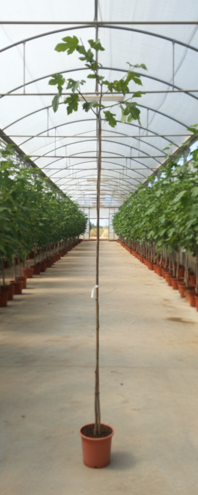 Gemini_Generated_Image_r7fjynr7fjynr7fj