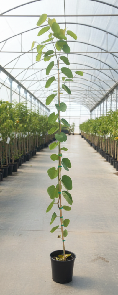 Gemini_Generated_Image_sqfd8jsqfd8jsqfd