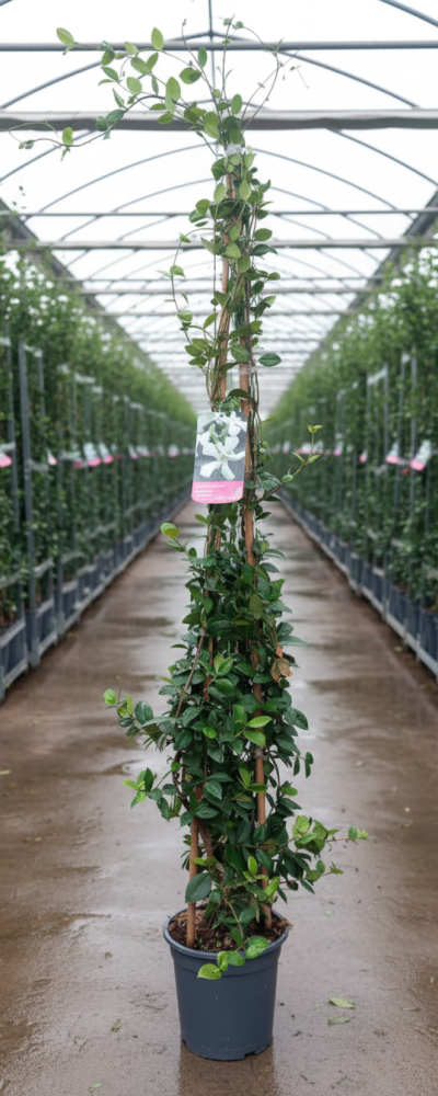 Gemini_Generated_Image_sz750ysz750ysz75