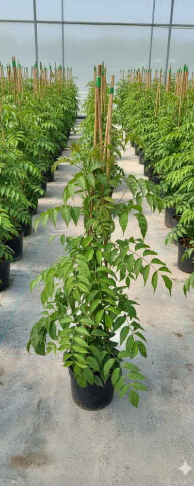 Gemini_Generated_Image_u79uj5u79uj5u79u