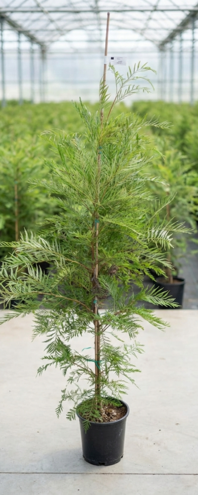 Gemini_Generated_Image_w5fl87w5fl87w5fl