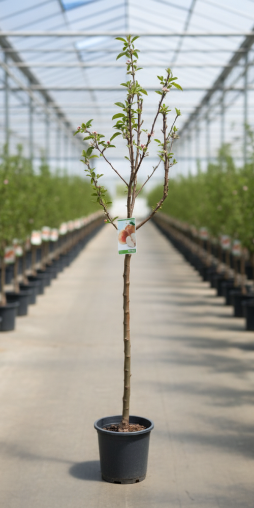 Gemini_Generated_Image_w8w1ujw8w1ujw8w1