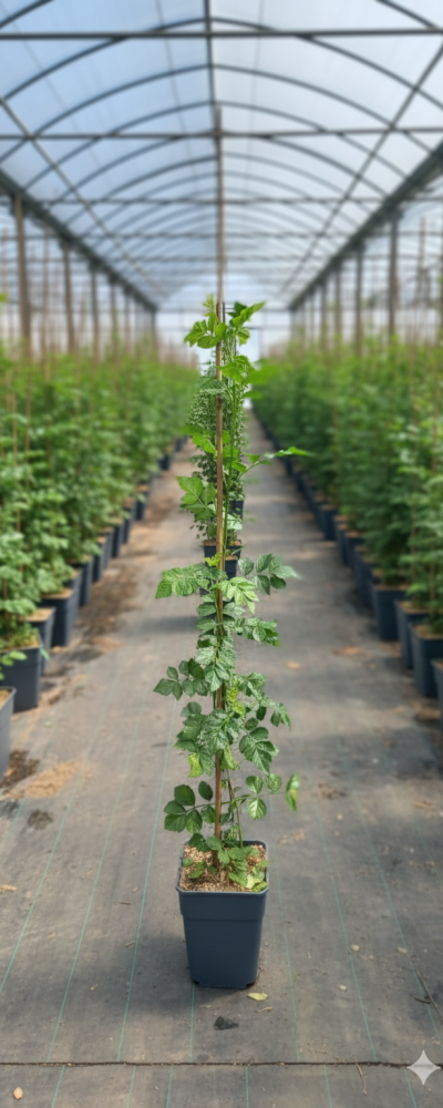 Gemini_Generated_Image_wt9eetwt9eetwt9e