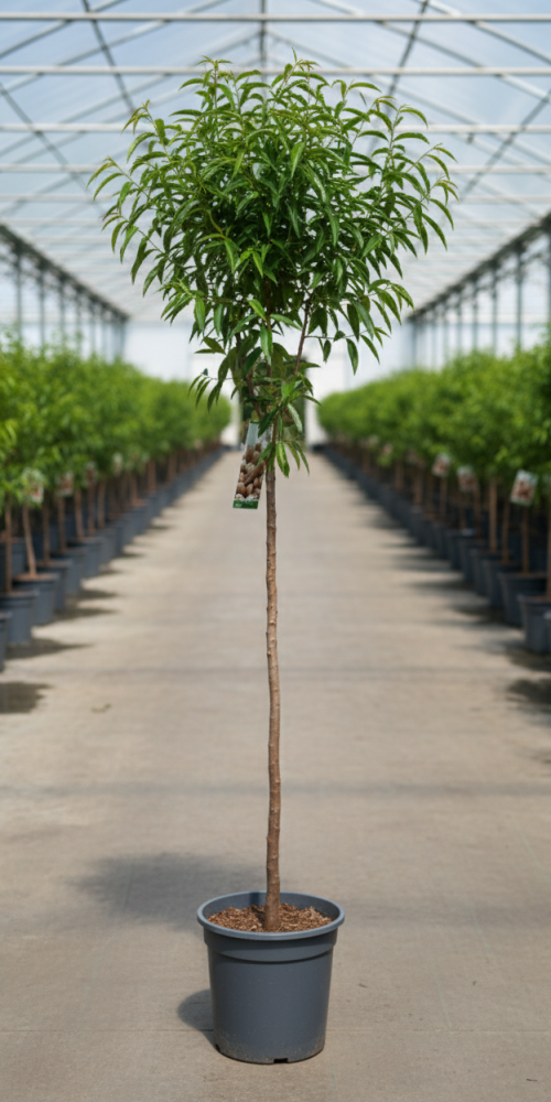 Gemini_Generated_Image_wyuw2twyuw2twyuw