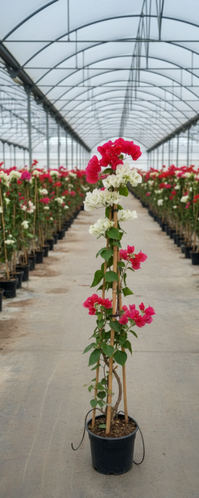 Gemini_Generated_Image_xio7b1xio7b1xio7