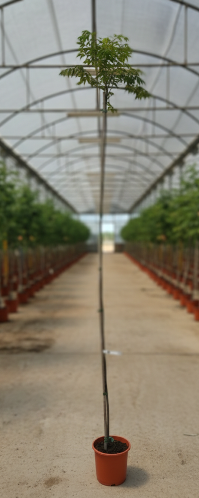 Gemini_Generated_Image_xoh77sxoh77sxoh7