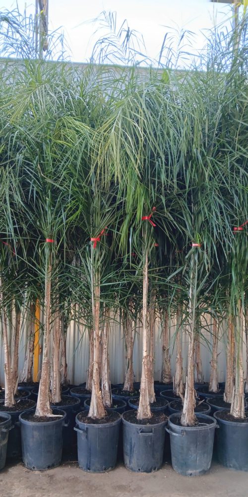 SYAGRUS-ROMANZOFFIANUM-_COCO-PLUMOSO_-C35