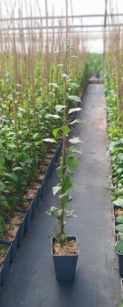 Solanum-rantonetti-ED-100h.jfif_-1