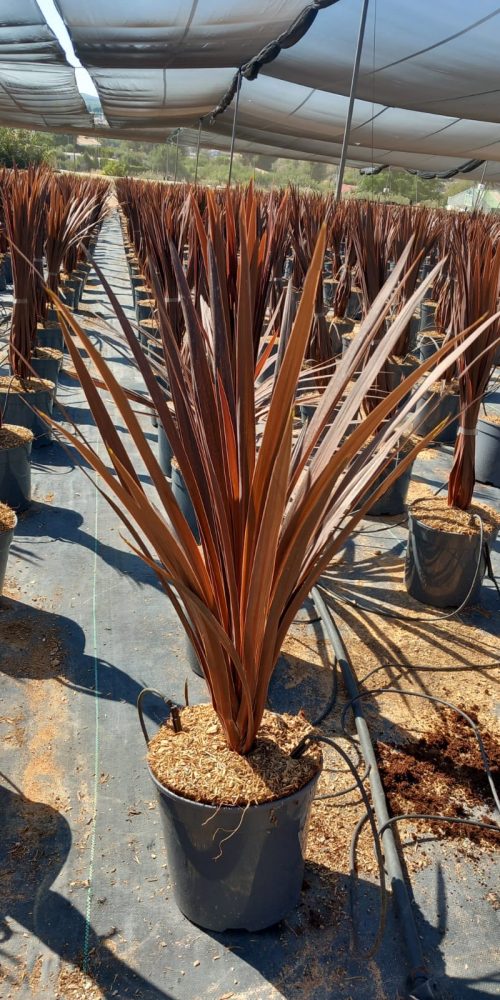 WhatsApp Image 2025-09-10 at 11.32.33 (1)