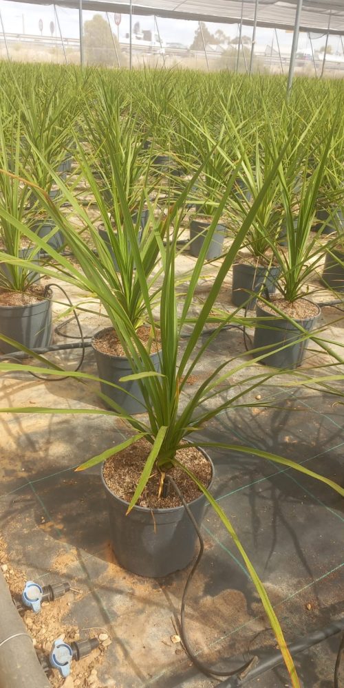 WhatsApp Image 2025-09-25 at 16.54.12