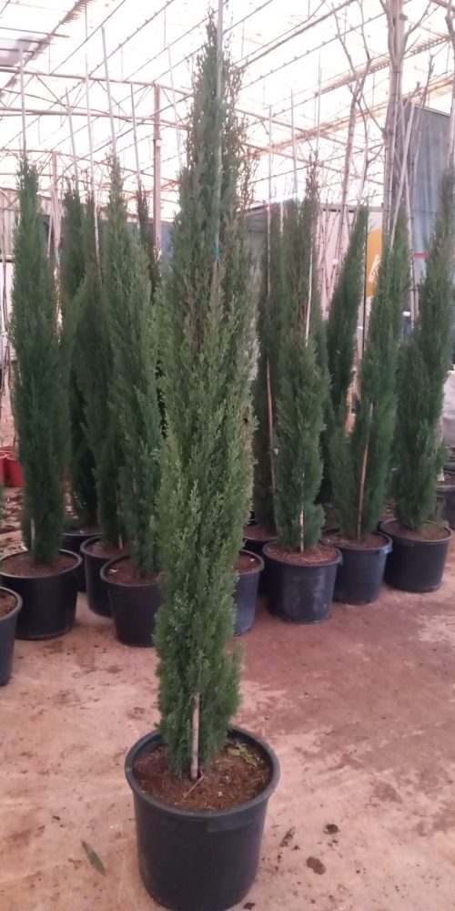 WhatsApp Image 2026-01-20 at 17.06.14