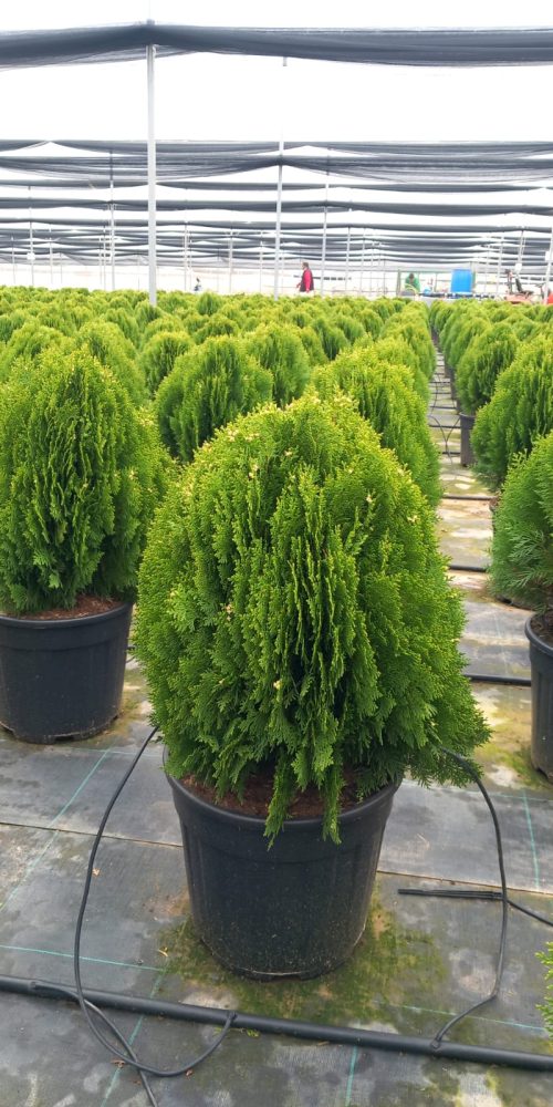 WhatsApp Image 2026-02-03 at 08.57.52