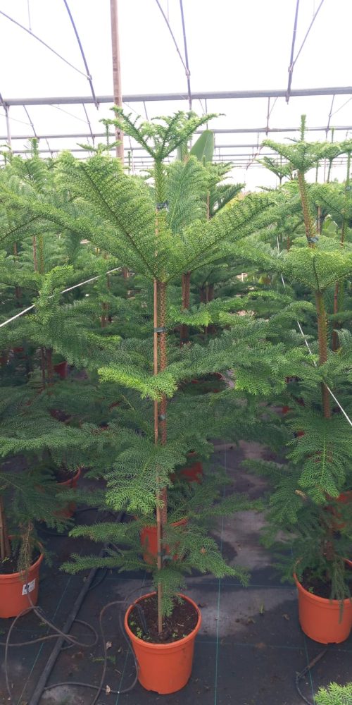 WhatsApp Image 2026-02-10 at 11.08.49