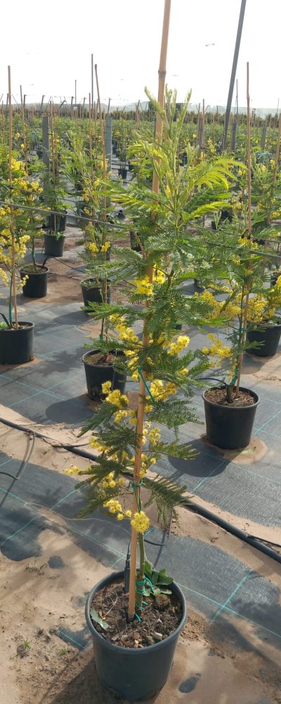 WhatsApp Image 2026-02-18 at 12.30.21 (2)