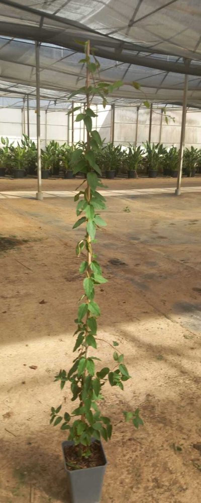 lonicera-japonica-_madreselva_