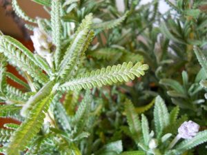 Detalle hojas lavanda dentata Detalle hojas lavanda dentata