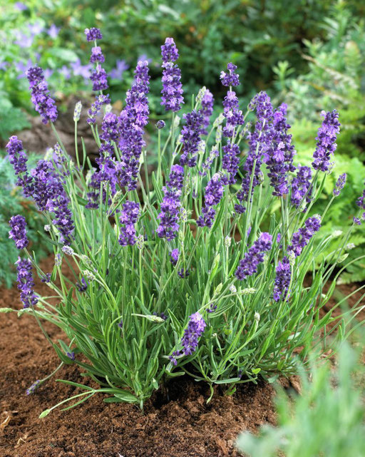 Lavandula officinalis