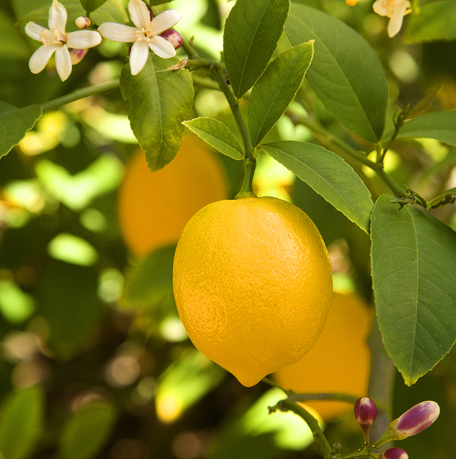 Citrus limon (limonero)